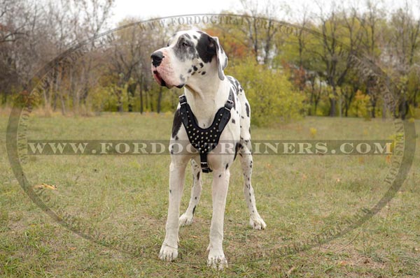Leather Great Dane Harness with Fashionable Decoration