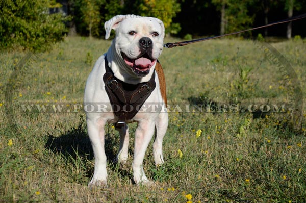 Padded Harness for American Bulldog Agitation Work