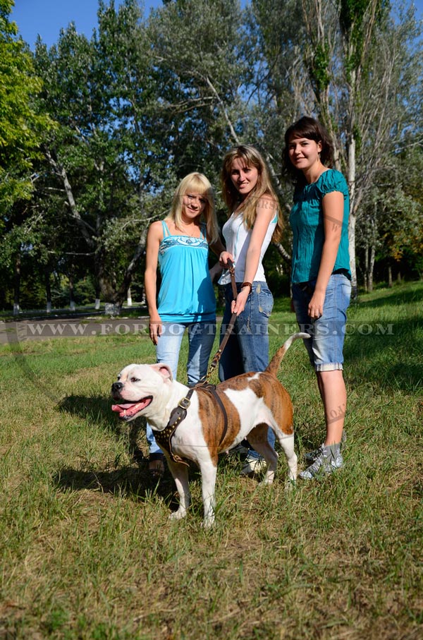 American Bulldog Studded harness for Walking