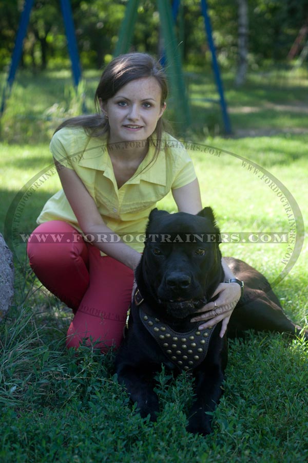 Decorated chest plate of Cane Corso Harness