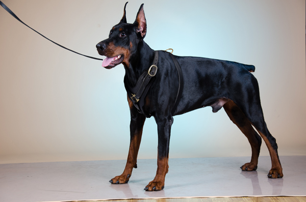 Attack Training Leather Doberman Harness