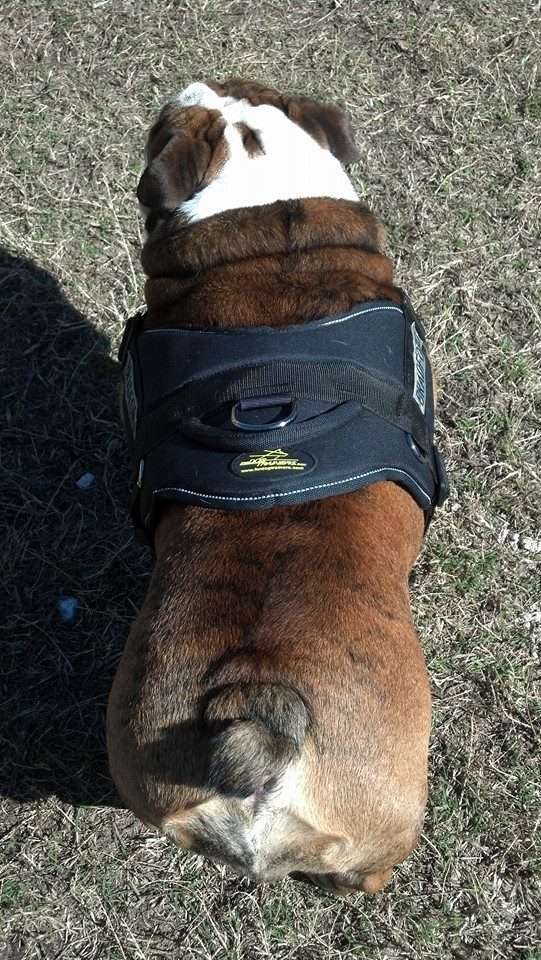 Back view of Nylon English Bulldog Harness
