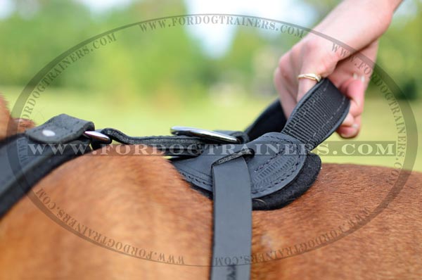 Rounded Handle of English Bulldog Harness