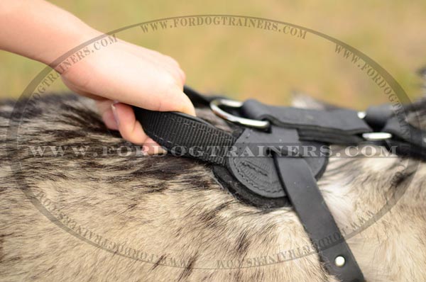 D-Ring of Leather Siberian Husky Harness