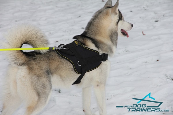 Husky Pulling Harness of Practical Nylon Material