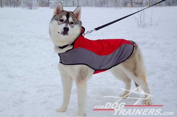 Warming coat for Huskies