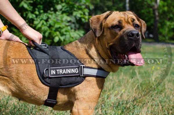 Identification Cane Corso Nylon Dog harness