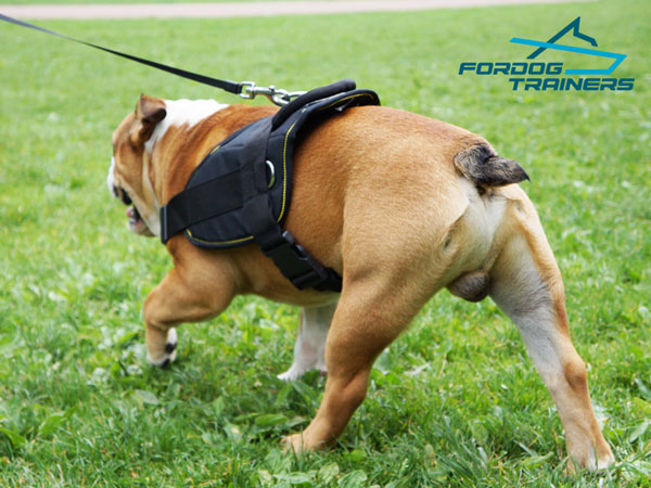 Nylon English Bulldog Harness Can be Quickly Adjusted