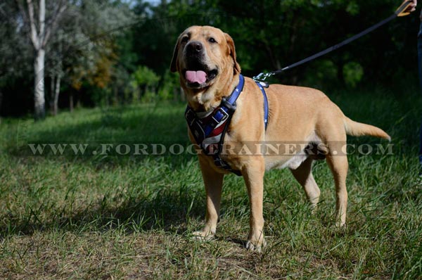 Labrador Leather Canine Harness for Walking and Training