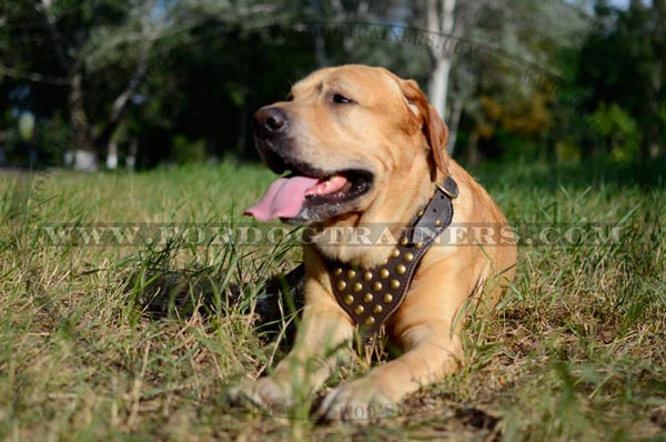 Studded Leather Canine Harness for Walking and Training