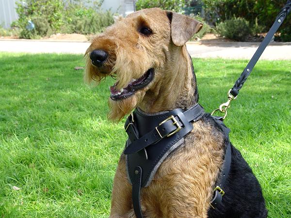 Leather Airedale Terrier Harness for Training Sessions