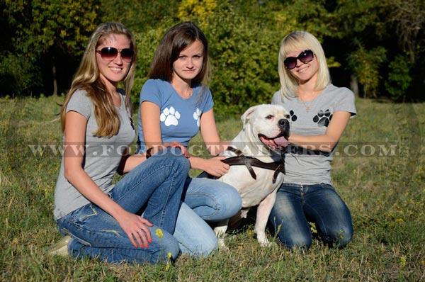 Dog pulling harness for American Bulldog