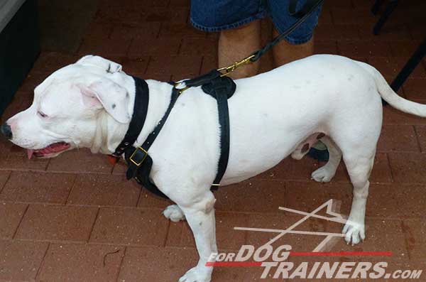 Leather Training Amstaff Harness