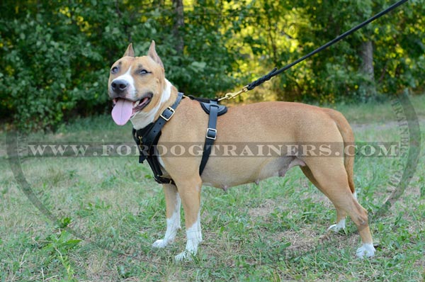 Durable Tracking Staffordshire Terrier Harness Leather