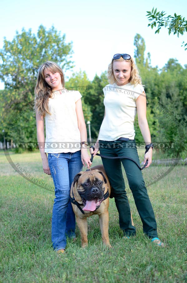 Multipurpose Leather Bullmastiff Harness