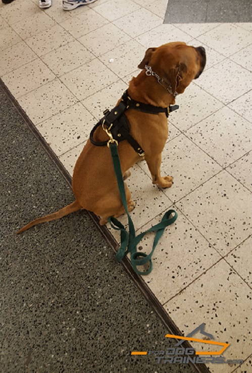 Agitation Leather Cane Corso Harness for Comfortable Use