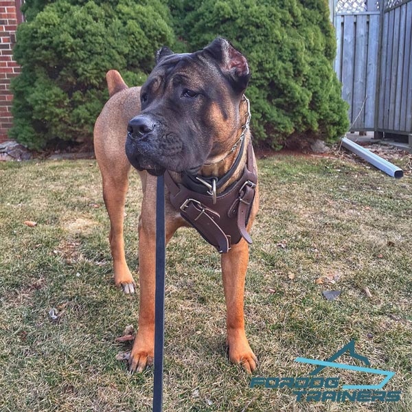 Padded Leather Cane Corso Harness for Daily Lily Training