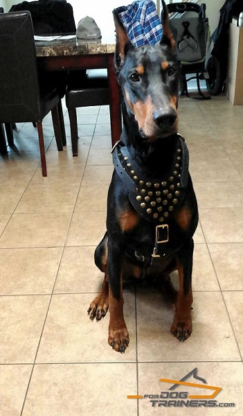 Padded Doberman Leather Harness for Walking and Training