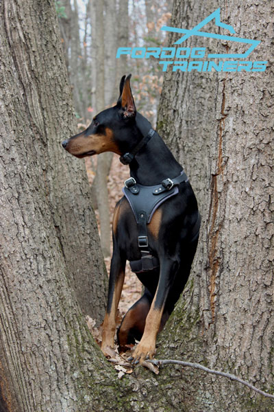 Padded Leather Doberman Harness for Daily Ripley Walking