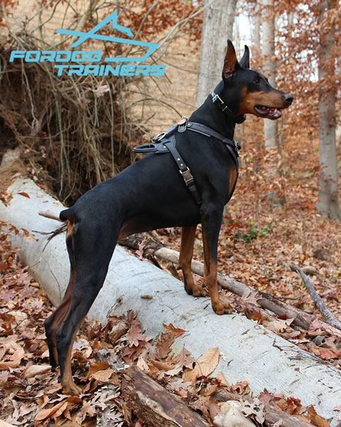 Adjustable Leather Doberman Harness with Handle