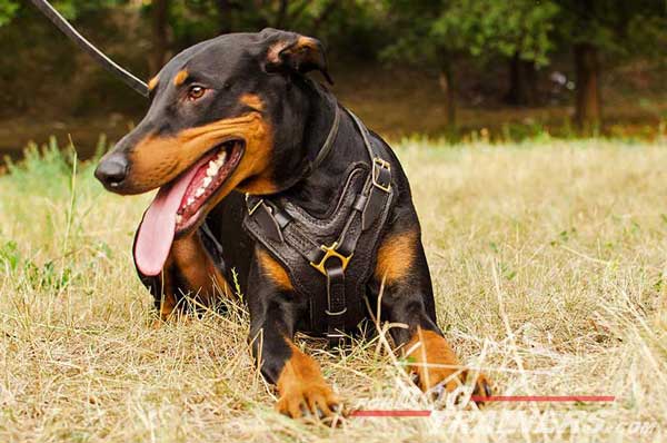 Stitched and padded leather harness for Doberman