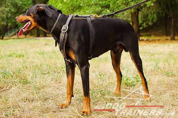 Leather Doberman harness with decorated chest plate