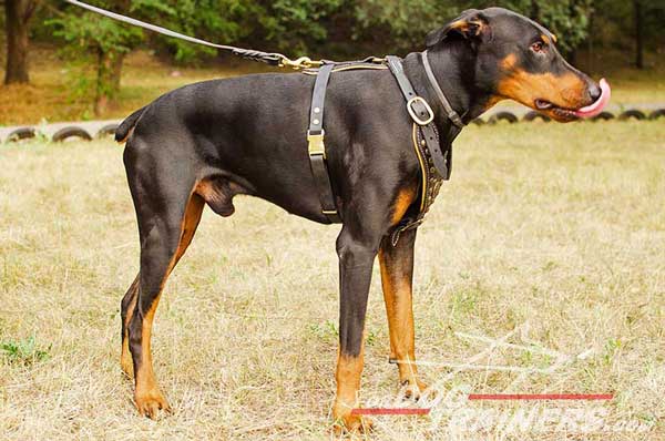 Brass quick release buckle for easy taking off Doberman harness