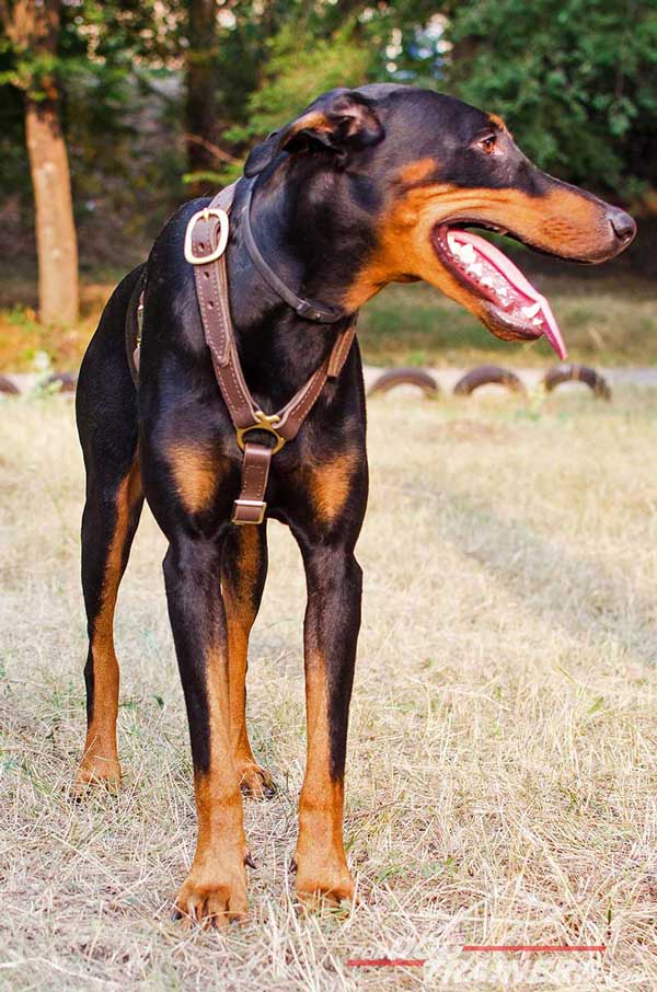 Soft leather Doberman harness without chest plate