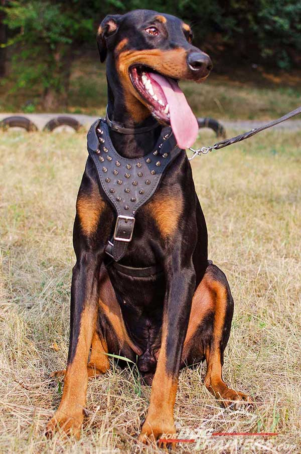 Wide Y-shaped leather harness with nickel spikes for Doberman