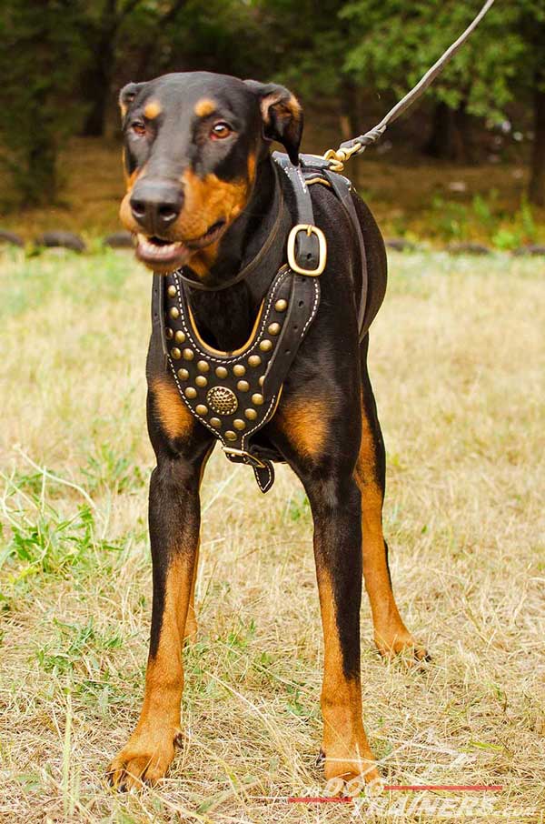 Royal Nappa leather padded harness for Doberman