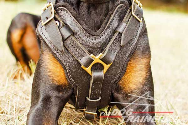 Wide breast plate decorated leather Doberman harness