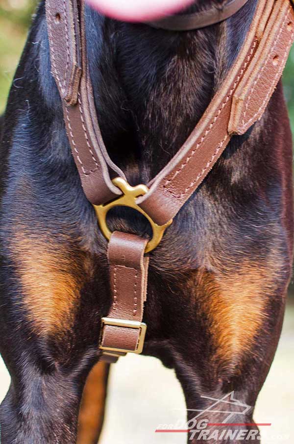 Elegant leather Doberman harness without chest plate
