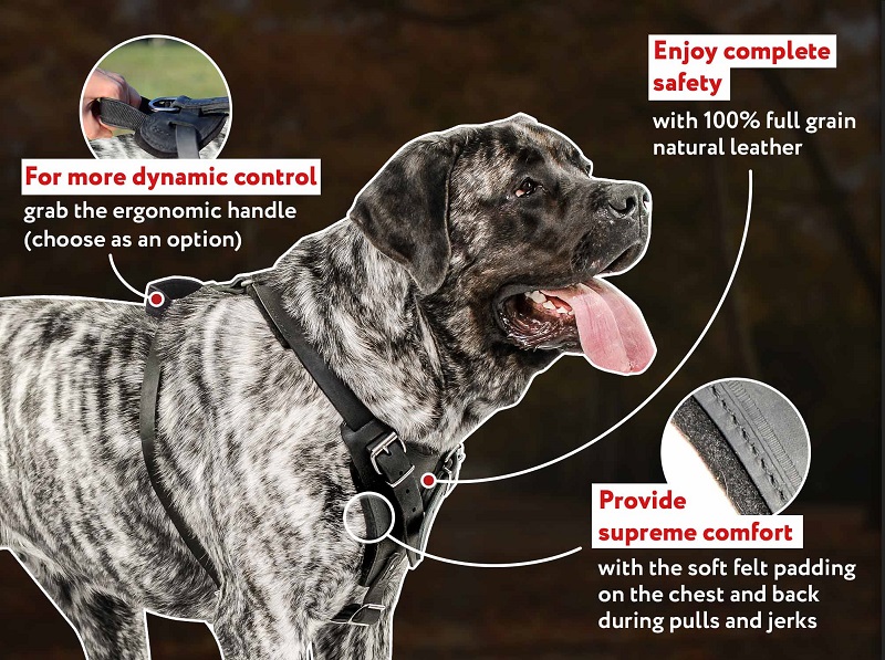 Quality Training Leather Dog Harness
