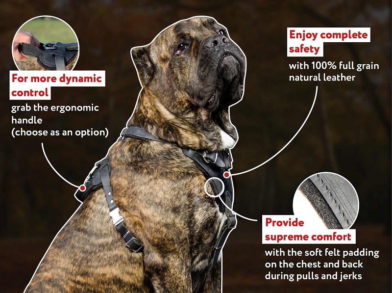 Quality Attack Training Leather Dog Harness