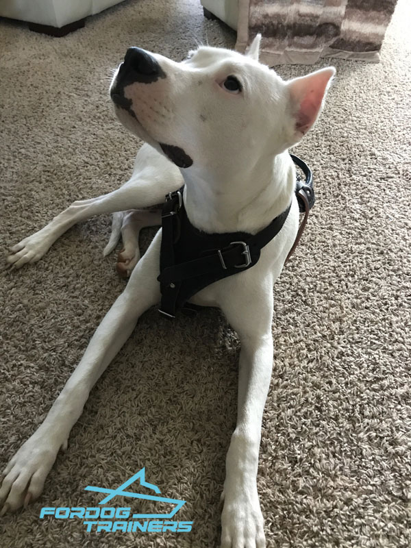 American Pit Bull Terrier 【Custom】 Leather Dog Harness with studds :  Pitbull Breed: Dog Harnesses, Collars, Leashes, Muzzles, Breed Information  and Pictures