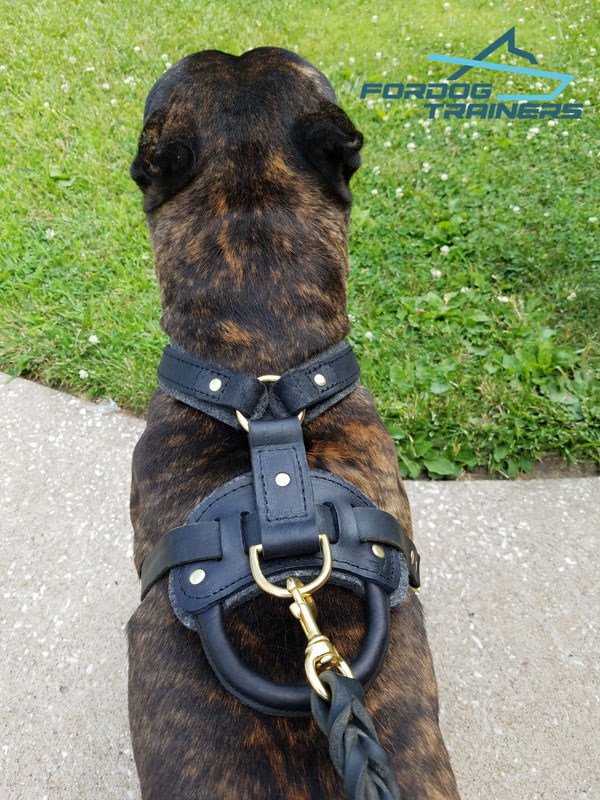 Fido's Pleasure FDT Artisan Brown Leather Dog 【Collar】 with Amazing Studs :  K9 Equipment: K9 Muzzles, Dog Harnesses, K9 Collars, Leashes