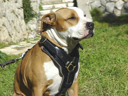 Leather Padded Amstaff Harness for Training