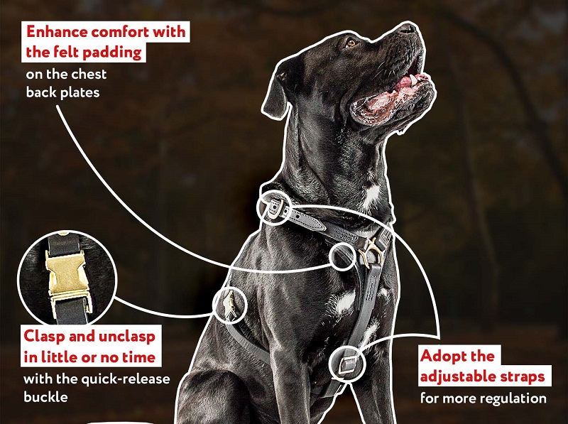 Tracking and Training Leather Cane Corso Harness
