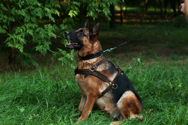 Reliable Dog Harness on German Shepherd