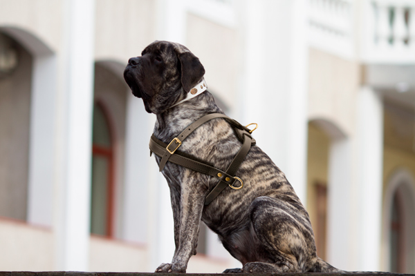 Walking Leather Mastiff Harness