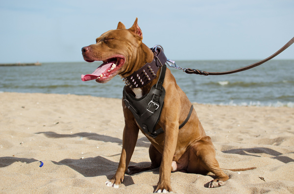 Chest Padded Leather Pitbull Harness