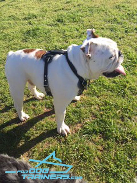 Padded Leather English Bulldog Harness for Daily Ripley Walking