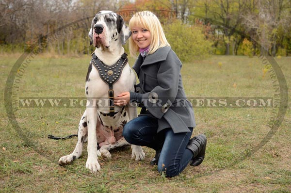 Wide chest plate decorated with studs and luxury medallion for Great Dane harness