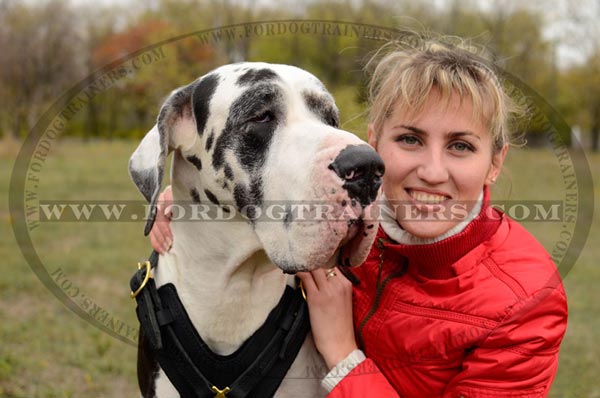 Rust proof hardware for leather Great Dane harness