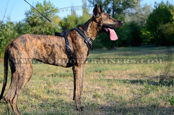 Attack training leather Great Dane harness