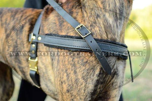Pulling leather Great Dane harness with soft padded chest plate
