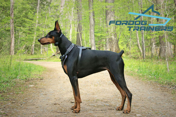 Leather Doberman Leather Harness - Comfortable and Easy to Adjust