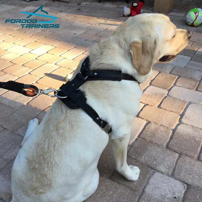 dog harness for labs