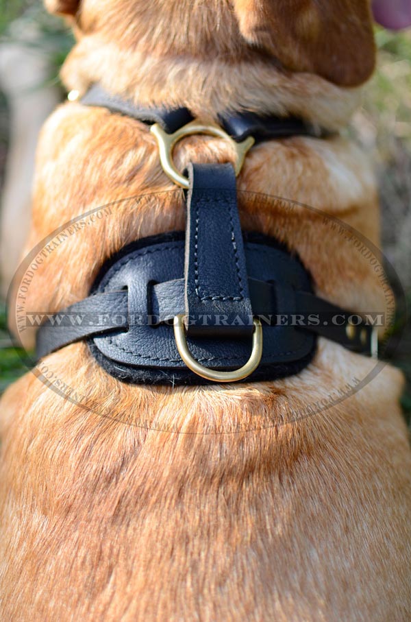Walking leather Labrador harness with brass D-ring for leash attachment