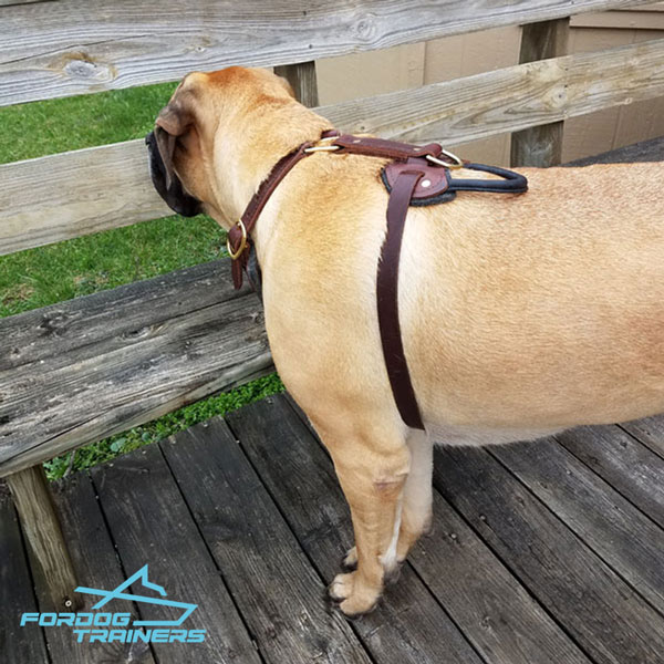Padded Leather Mastiff Harness for  Daily Activity